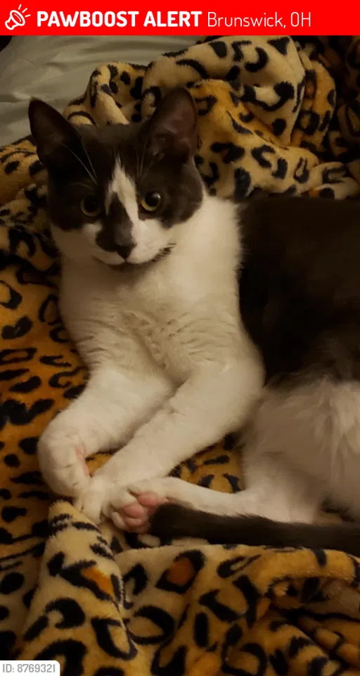 Lost cat in Brunswick, OH, 44212