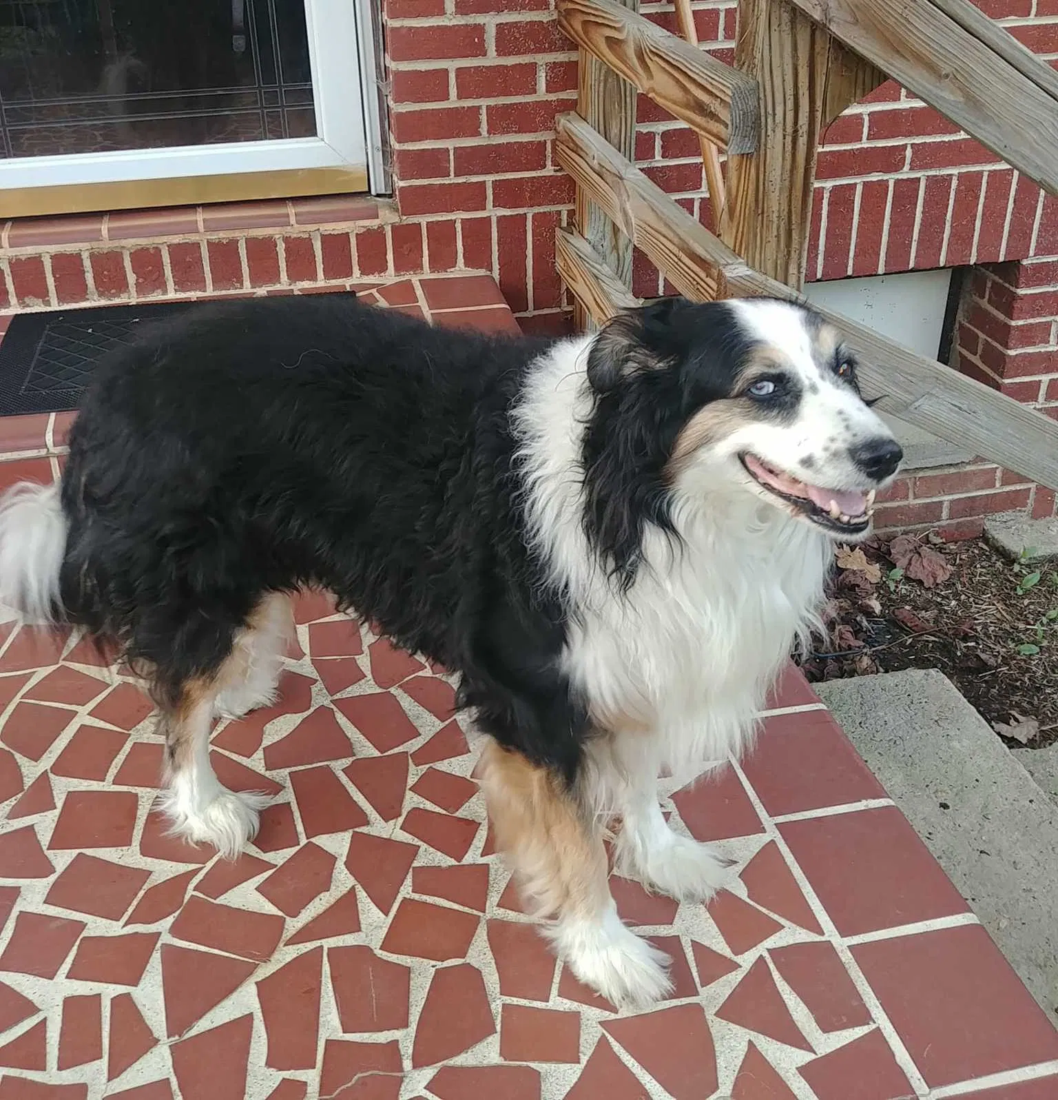 Lost dog in Valdese, NC, 28690