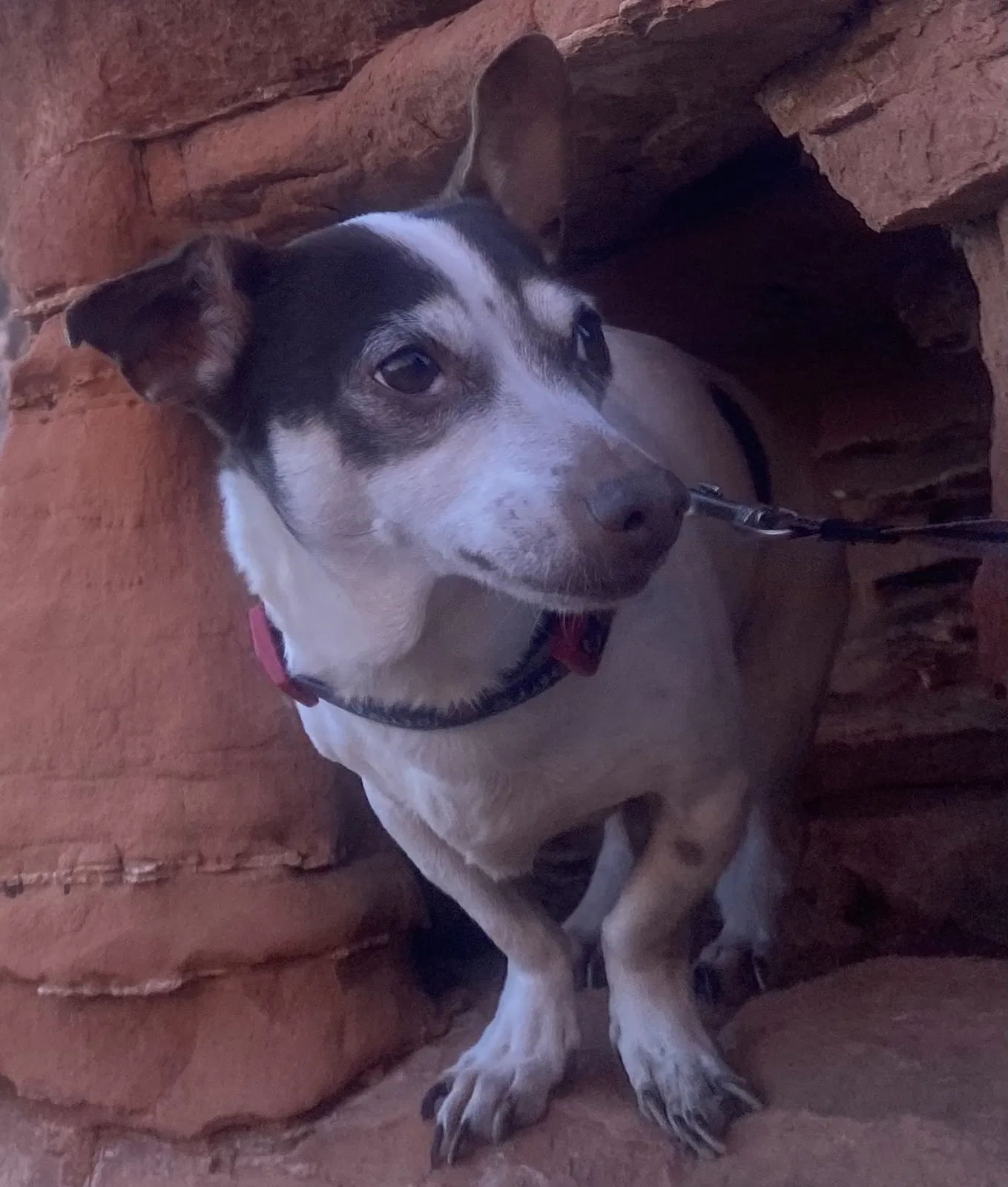 Lost dog in Las Vegas, NV, 89106