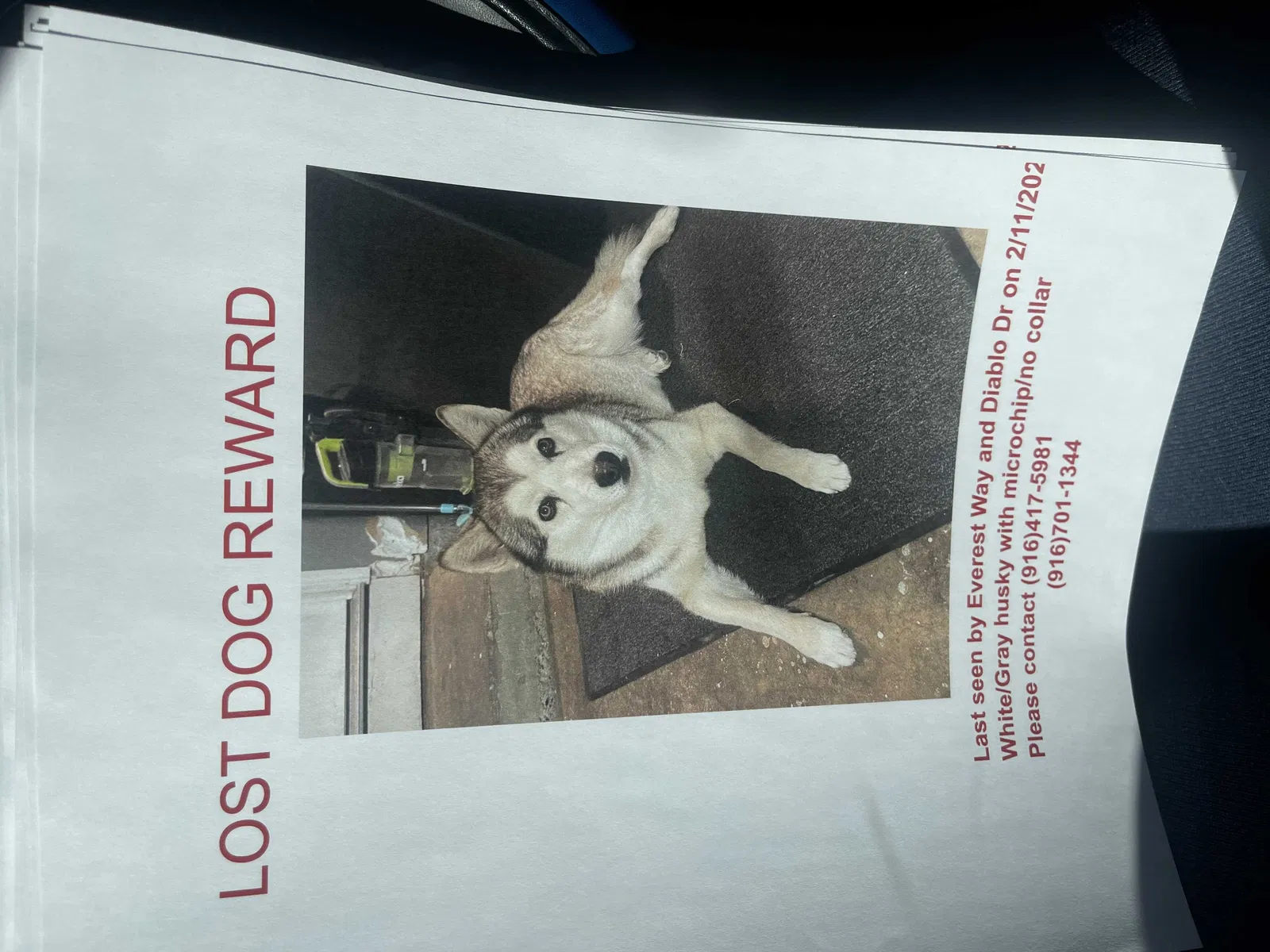 Lost dog in Sacramento, CA, 95842