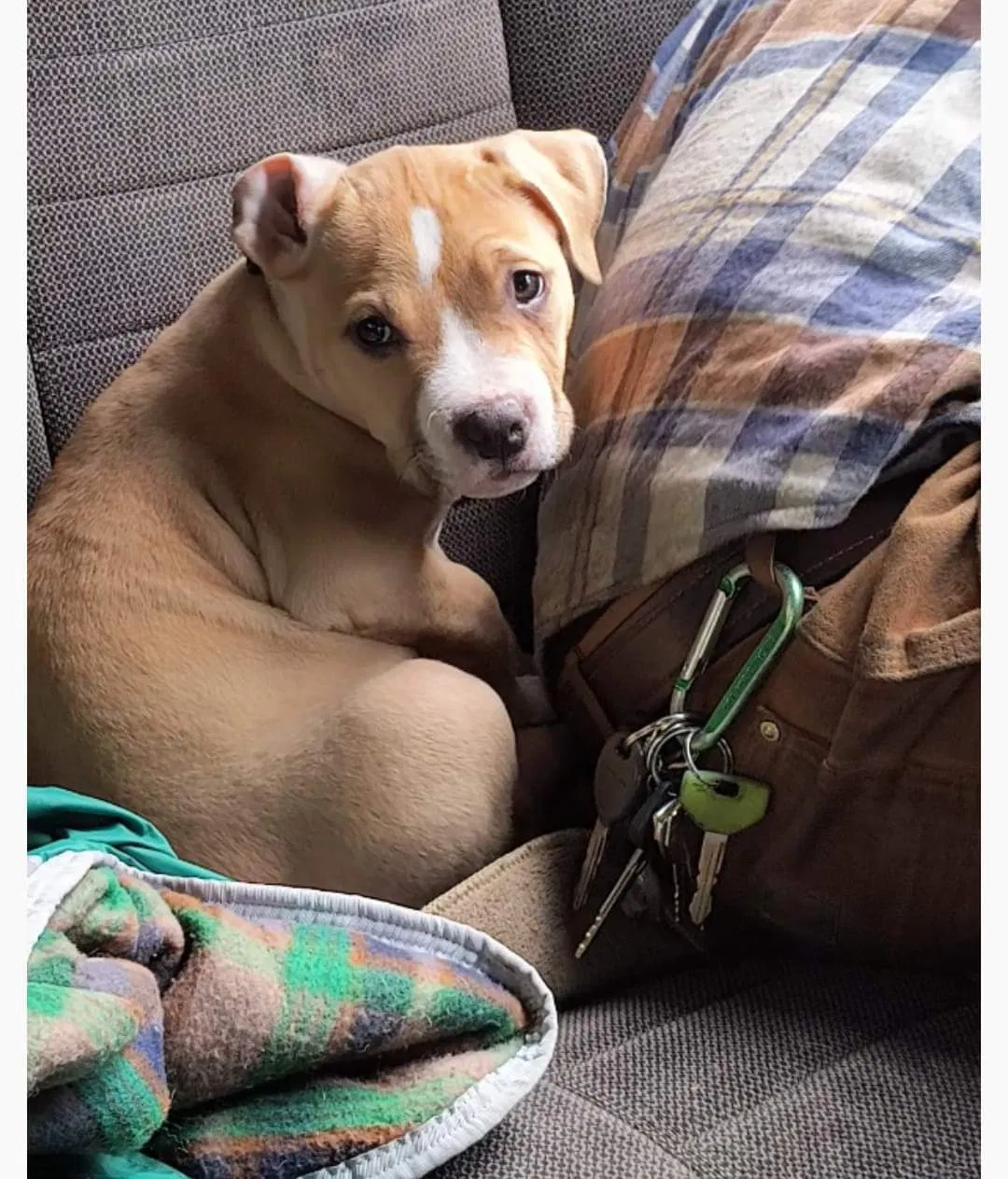 Lost dog in Portland, OR, 97218
