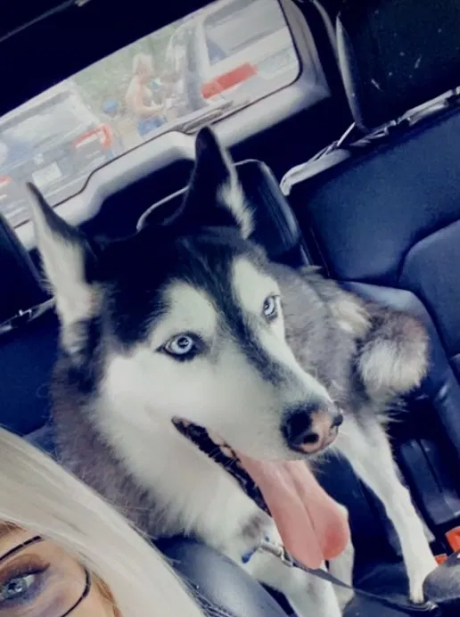 Lost dog in Port Saint Lucie, FL, 34953