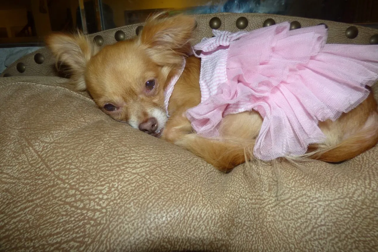 Lost dog in Westminster, CA, 92683