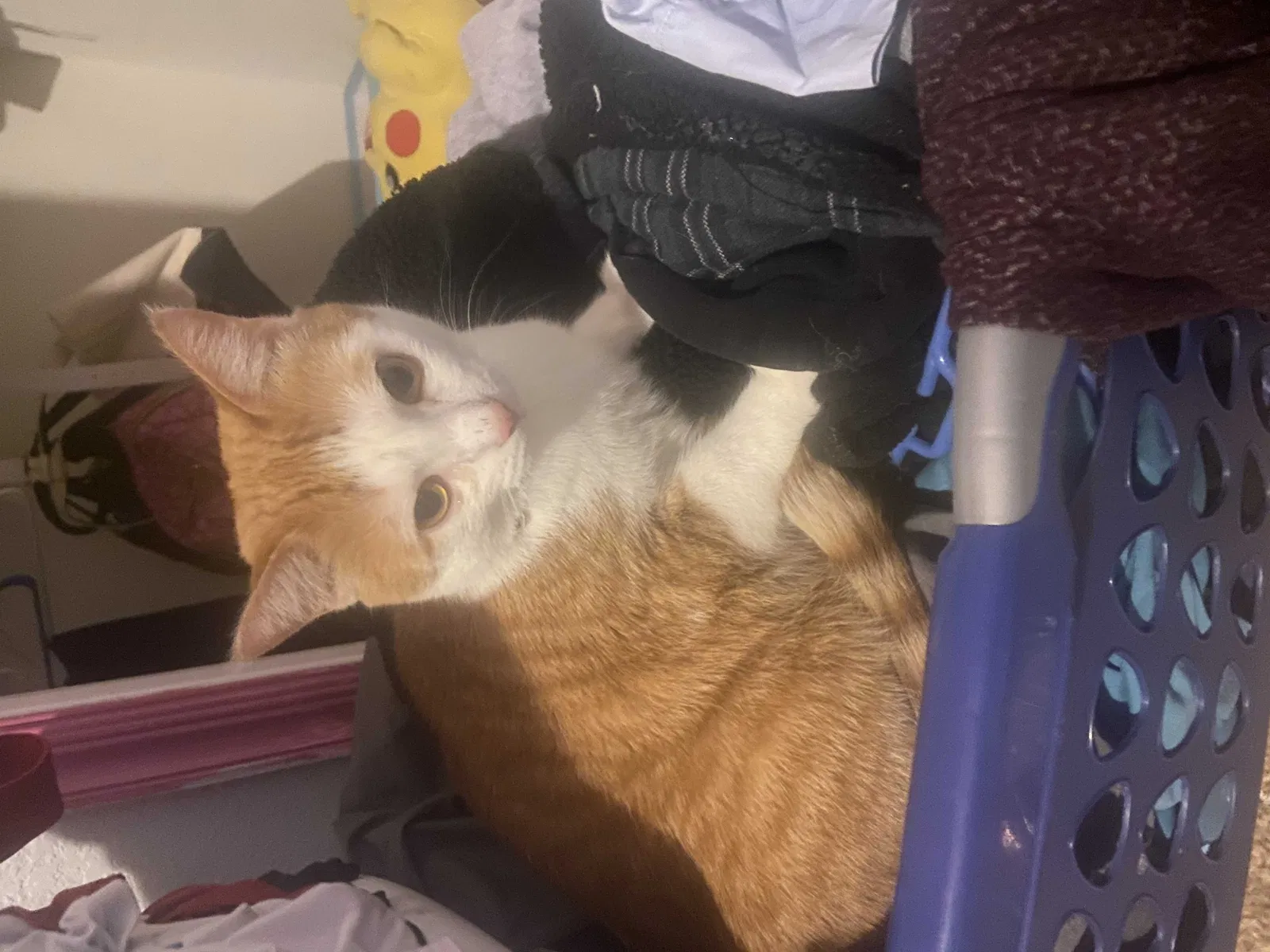 Lost cat in Norman, OK, 73071