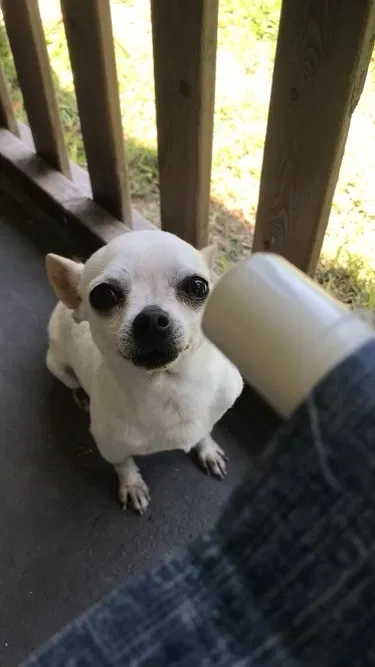 Lost dog in Converse, TX, 78109