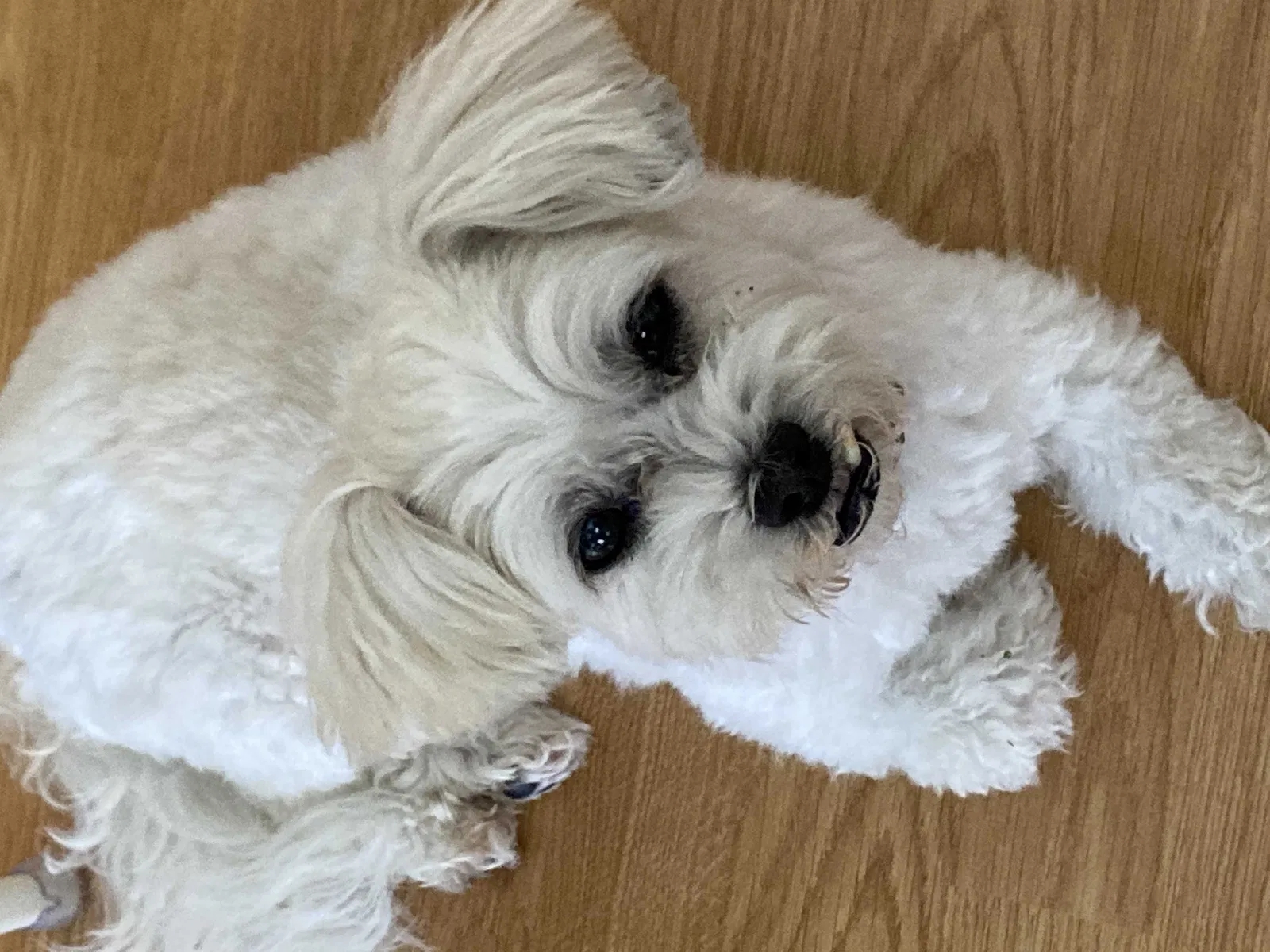 Lost dog in Fort Lauderdale, FL, 33324