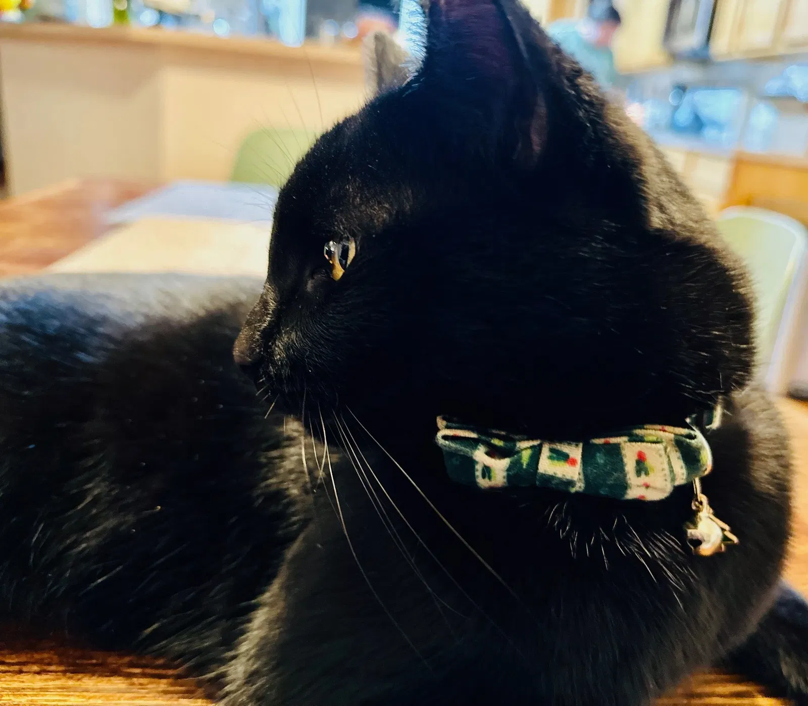 Lost cat in Grand Prairie, TX, 75051