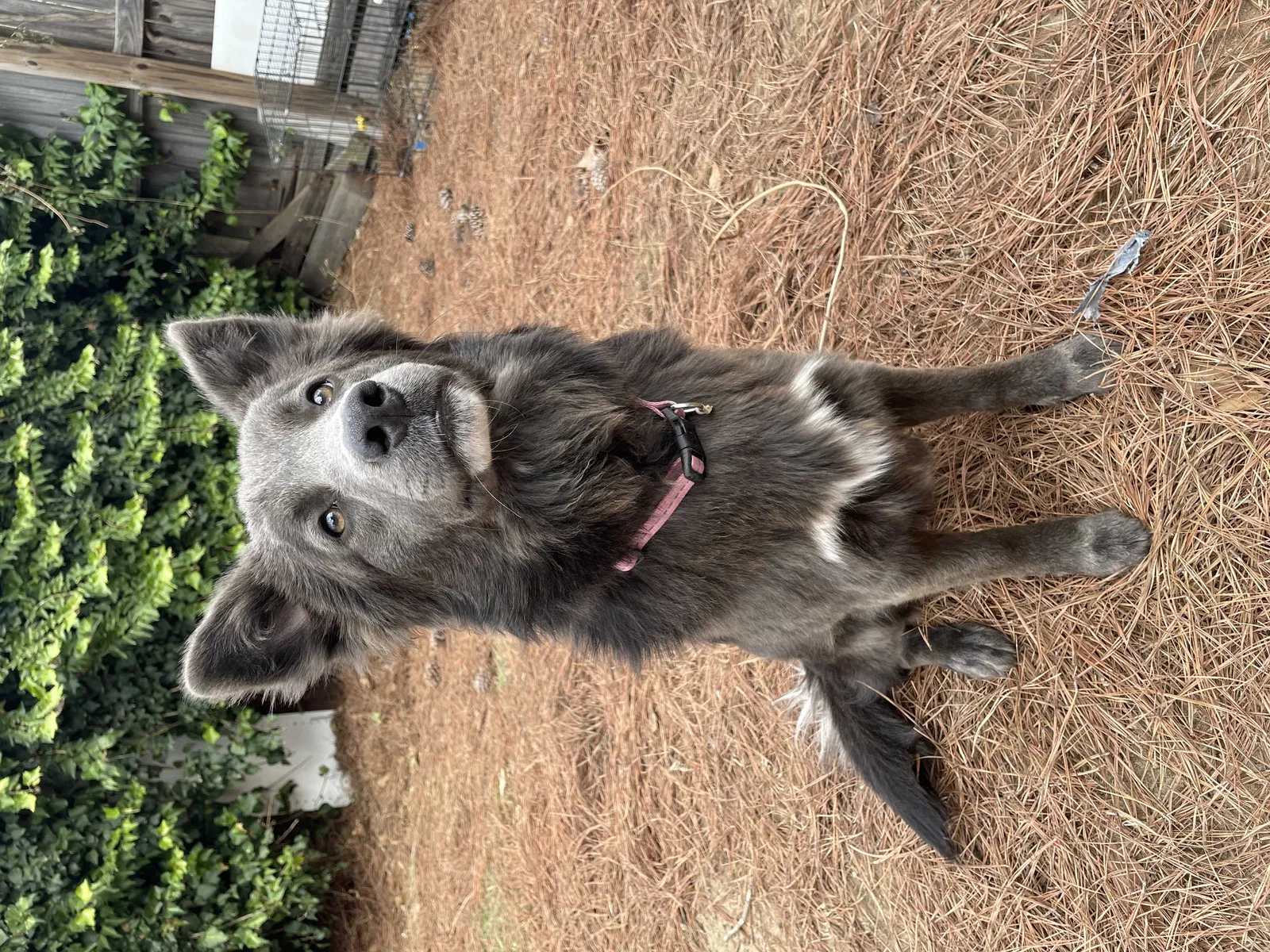 Lost dog in Hope Mills, NC, 28348
