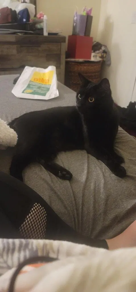 Lost cat in Northridge, CA, 91325