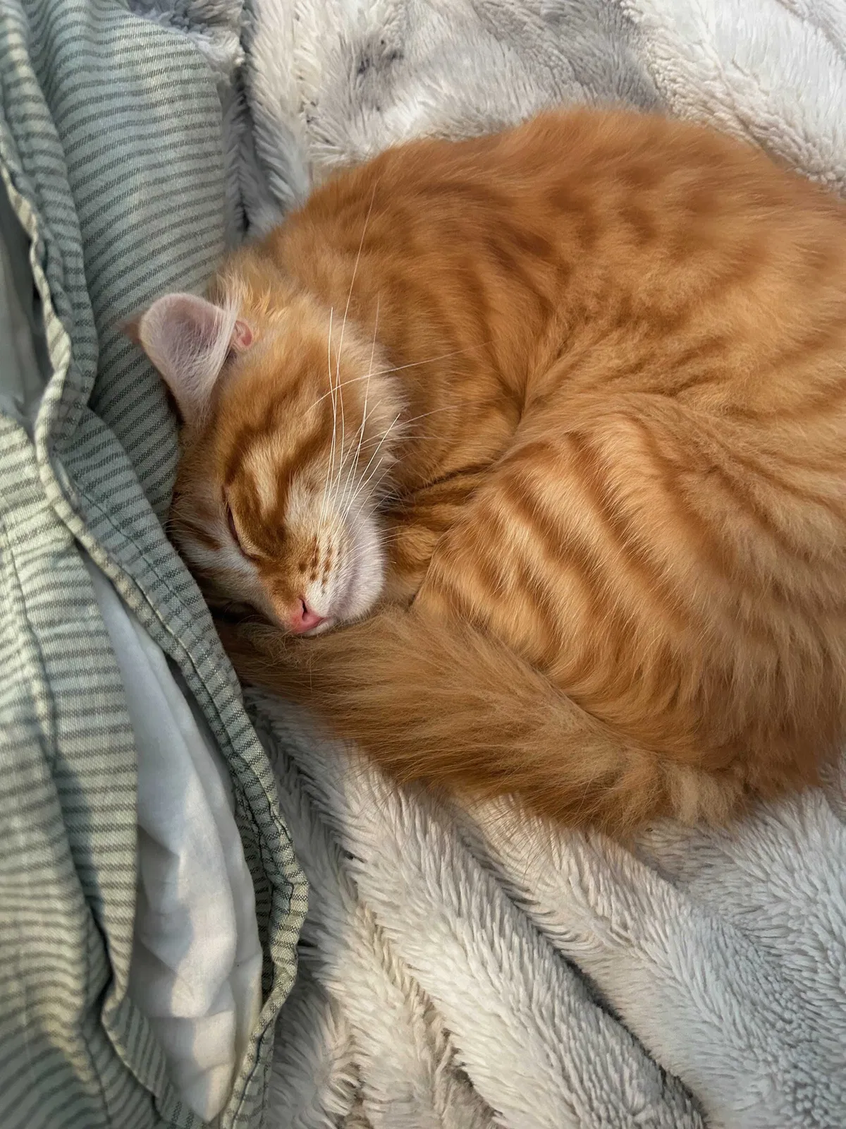 Lost cat in Salt Lake City, UT, 84111