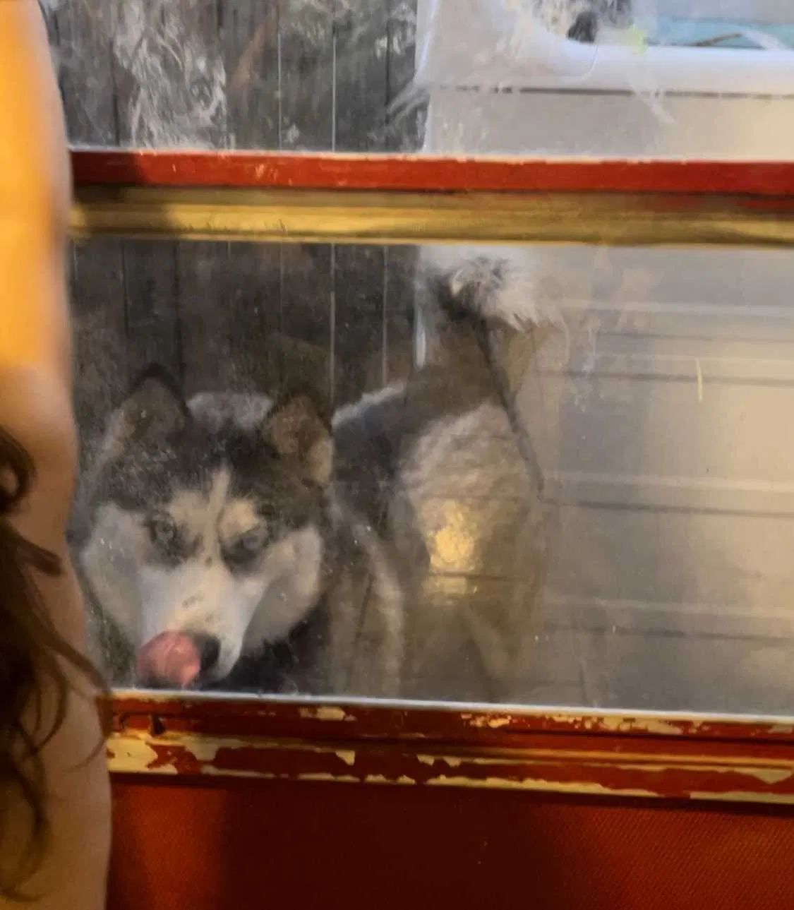 Lost dog in Lubbock, TX, 79414