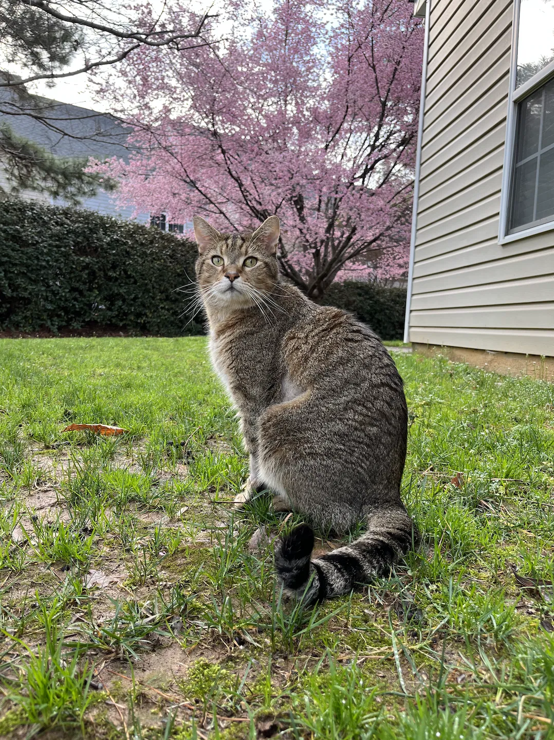 Lost cat in Charlotte, NC, 28213