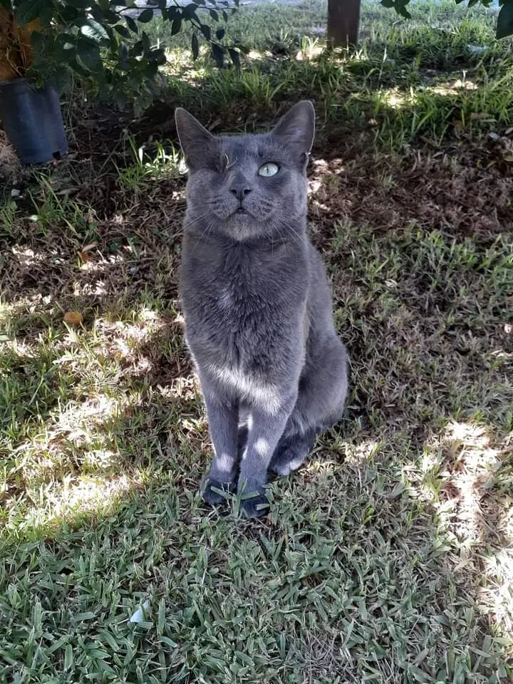 Lost cat in South El Monte, CA, 91733