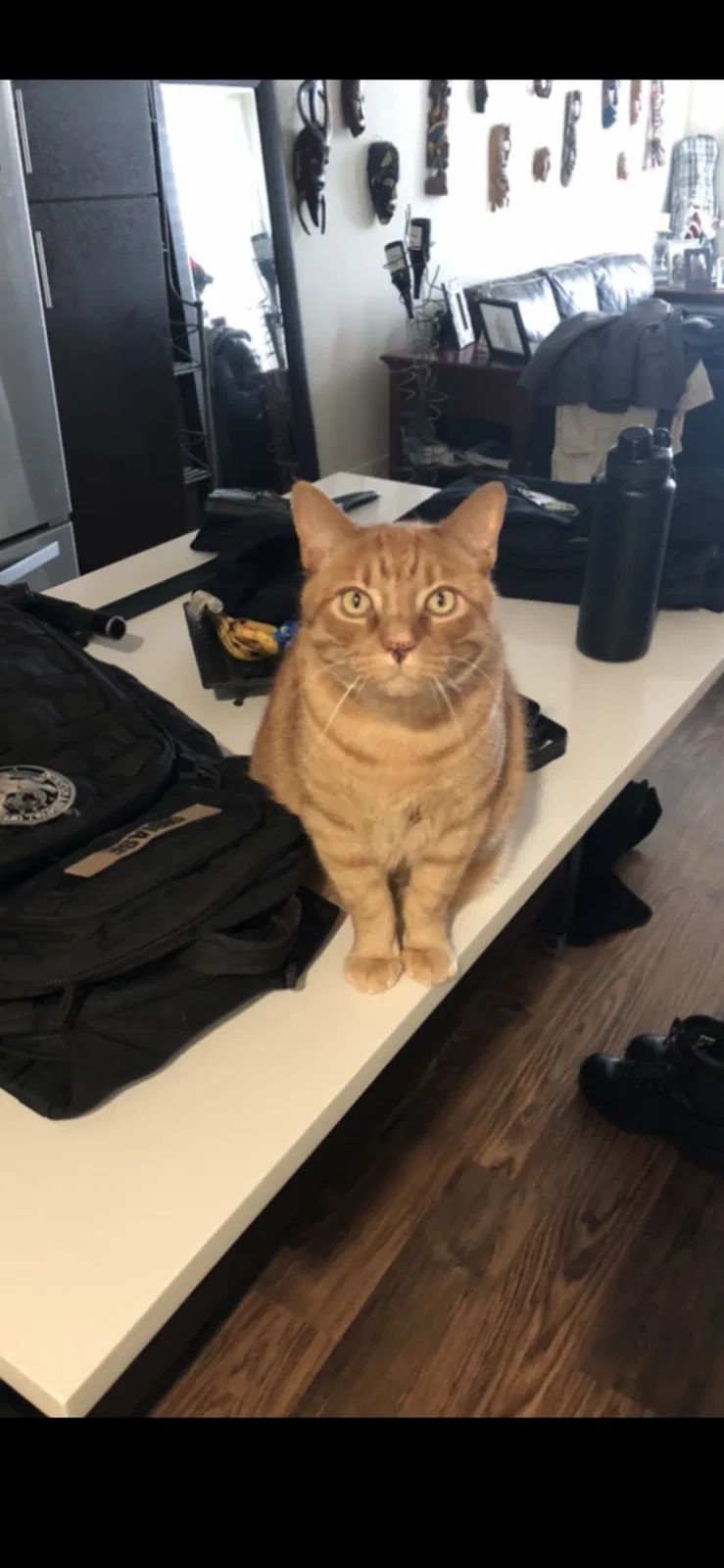 Lost cat in Englewood, CO, 80113