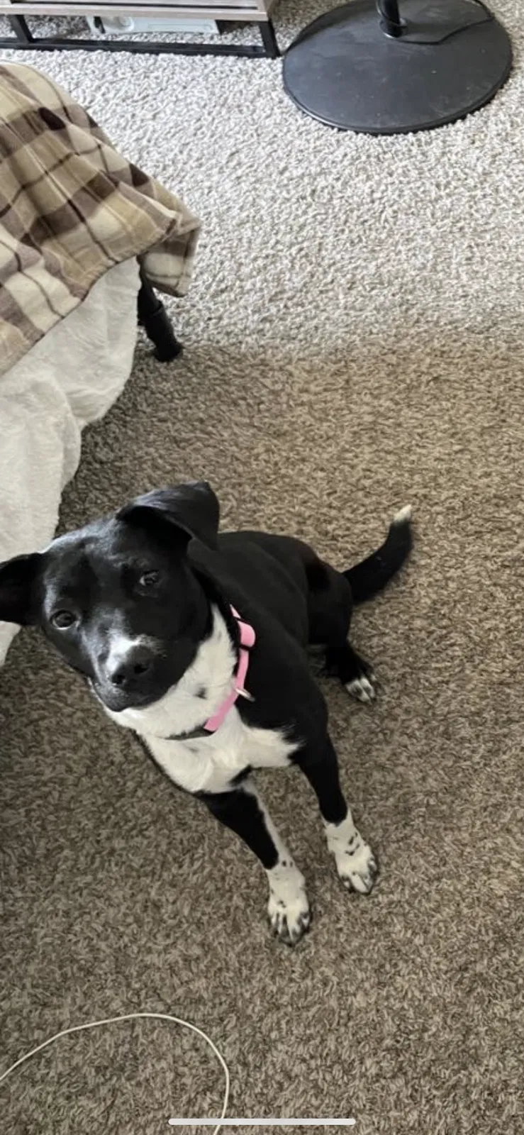 Lost dog in Oklahoma City, OK, 73134