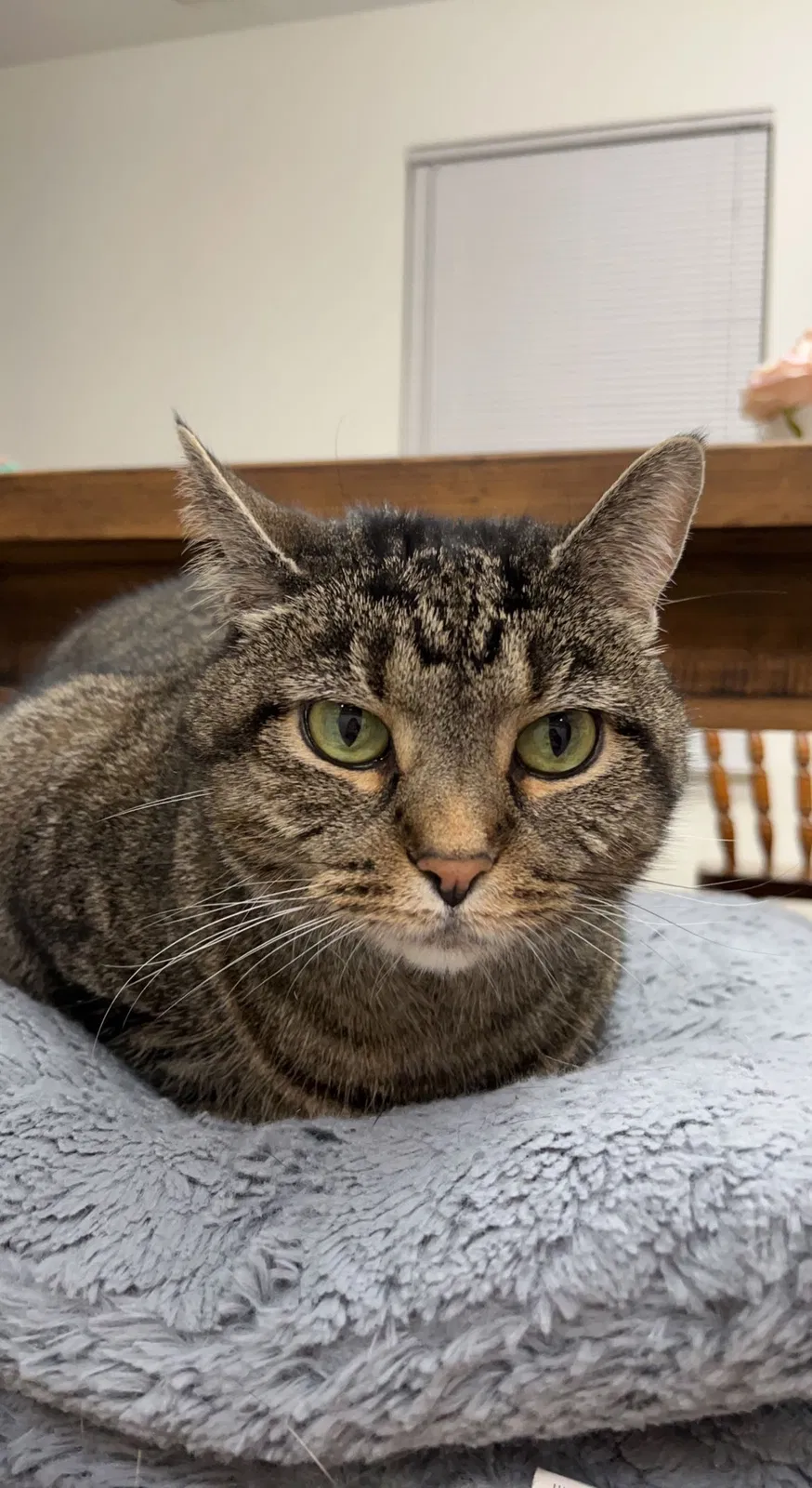 Lost cat in Fishers, IN, 46037