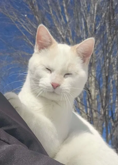 Found cat in Princeton, MN, 55371