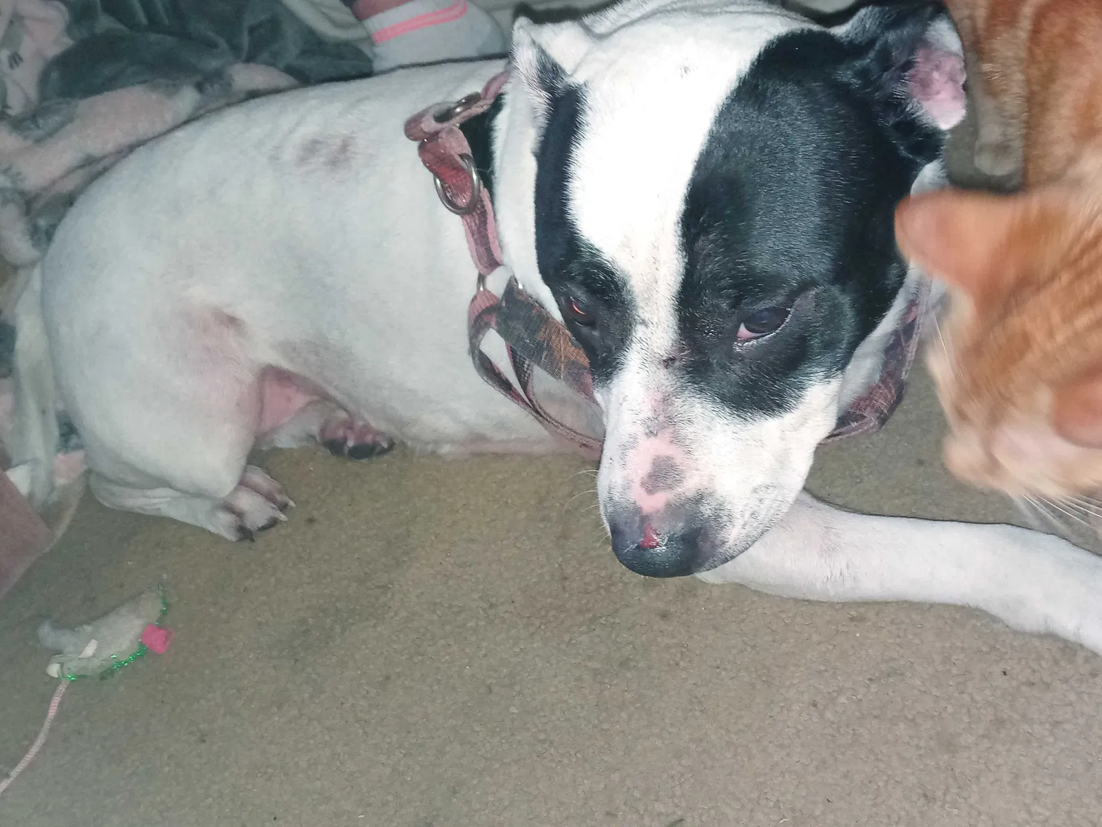 Lost dog in Dayton, OH, 45439