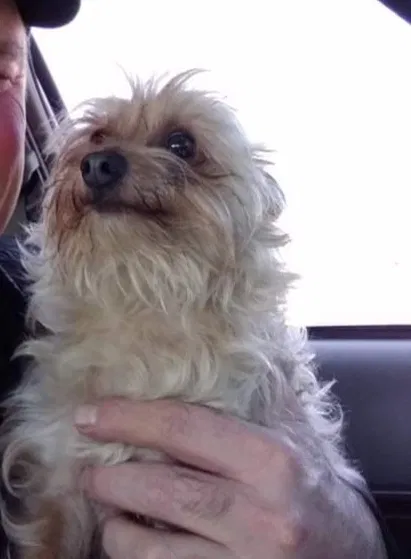 Lost dog in Missoula, MT, 59802