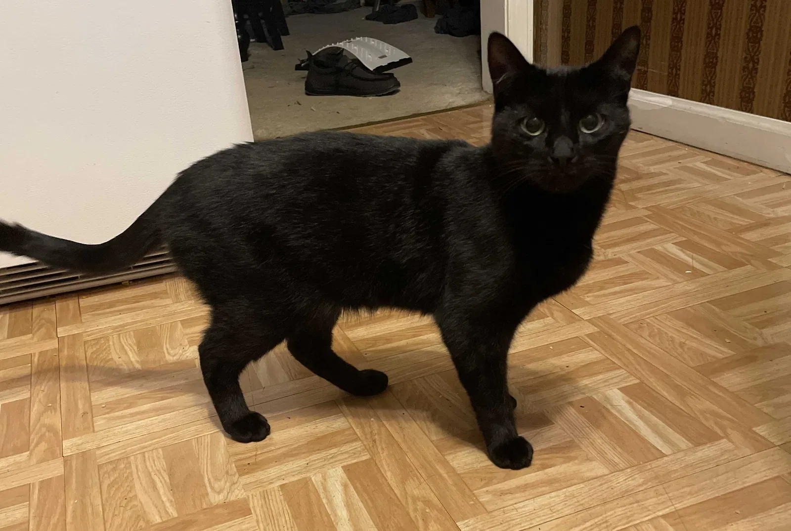Lost cat in Springfield, PA, 19064