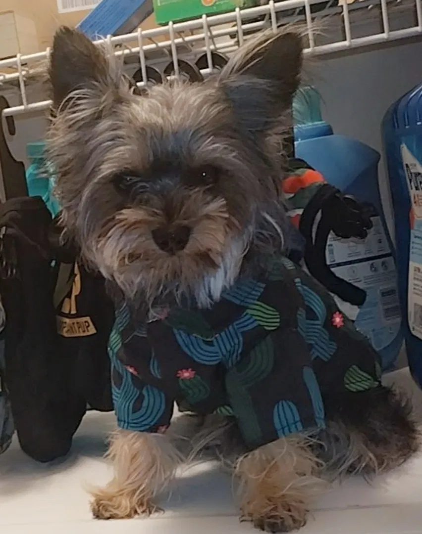 Lost dog in North Las Vegas, NV, 89031