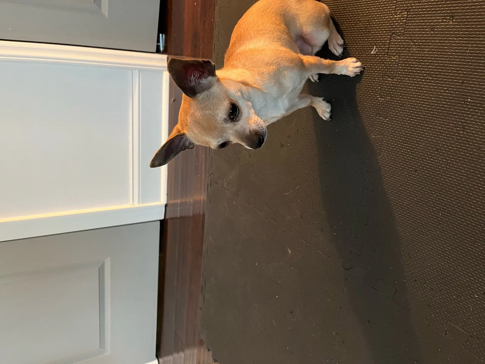Found dog in Charlotte, NC, 28208