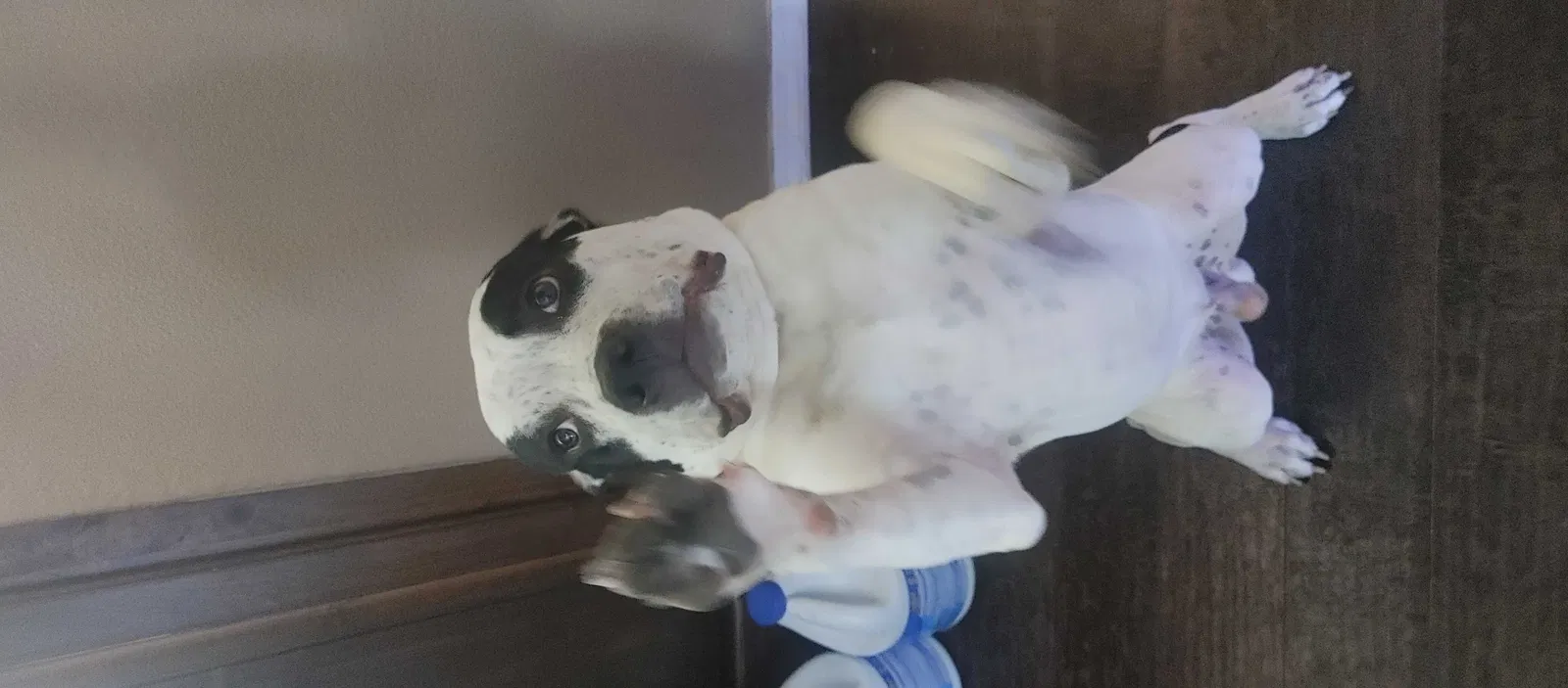 Lost dog in Albuquerque, NM, 87120
