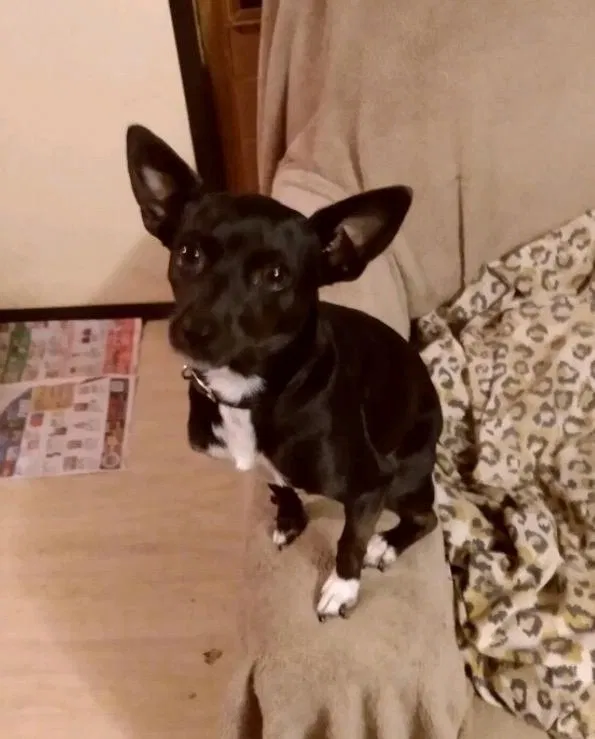 Lost dog in Garland, TX, 75040