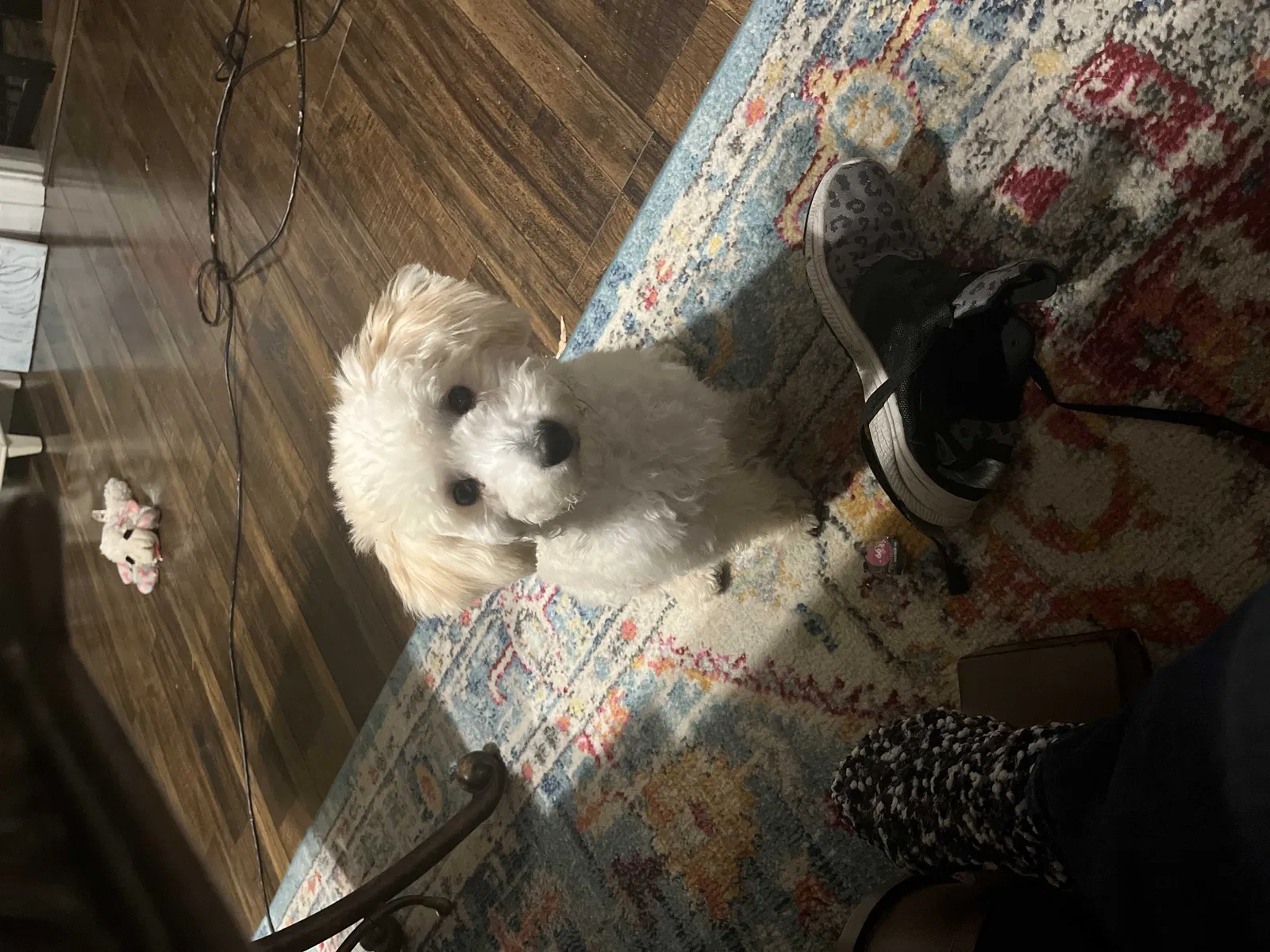 Lost dog in Fort Worth, TX, 76110