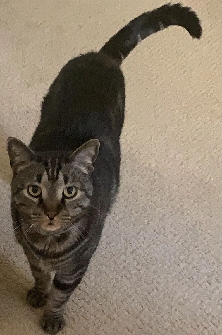 Lost cat in Newport Beach, CA, 92660