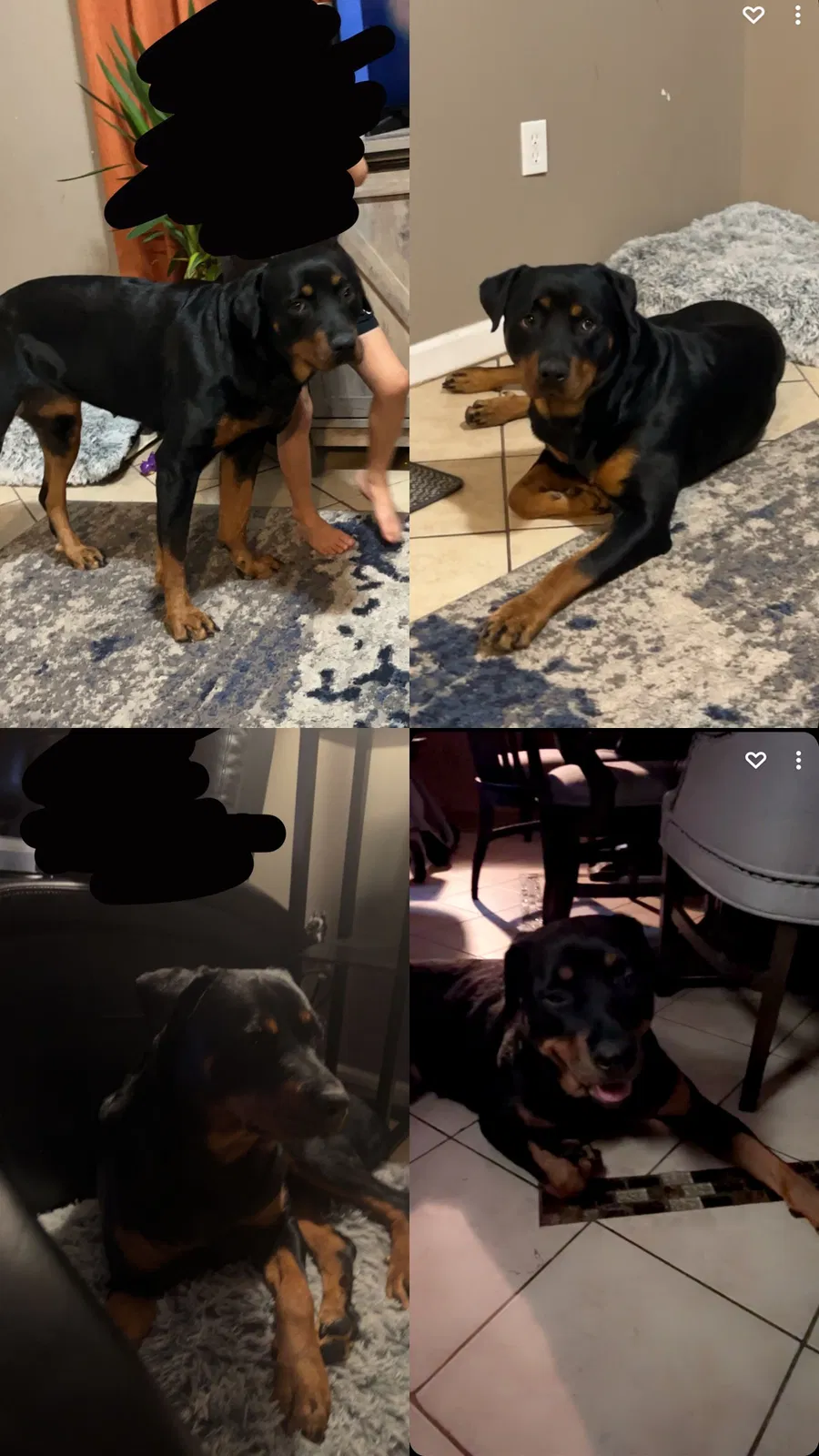 Lost dog in Detroit, MI, 48210
