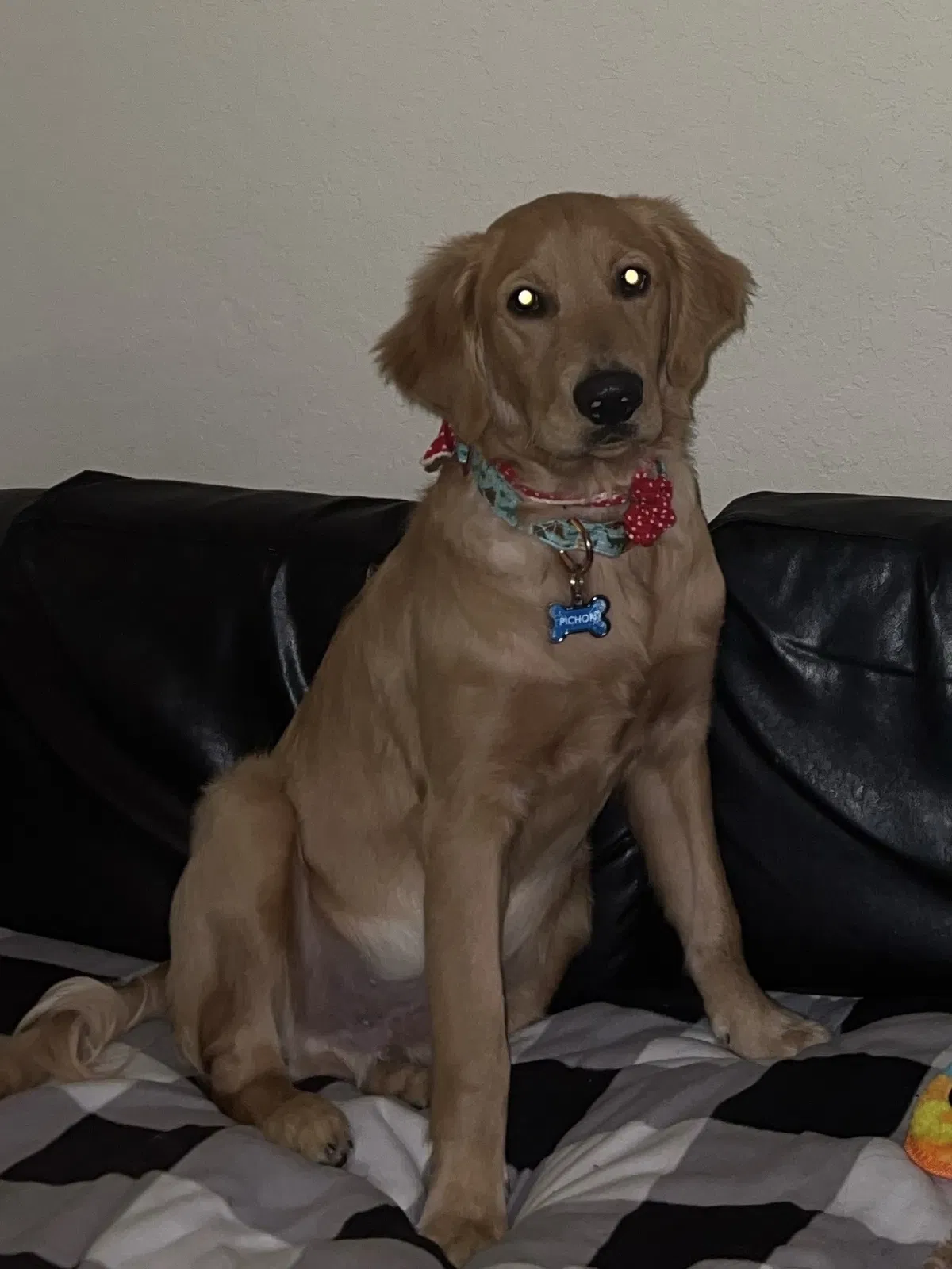 Lost dog in Tallahassee, FL, 32308