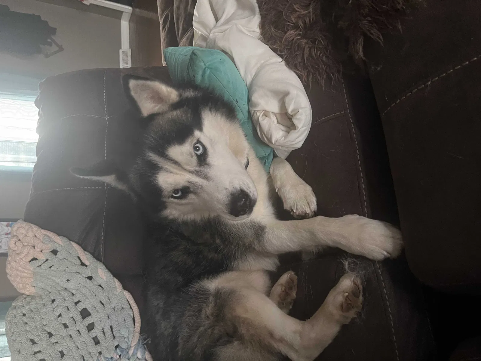 Lost dog in Newark, OH, 43055