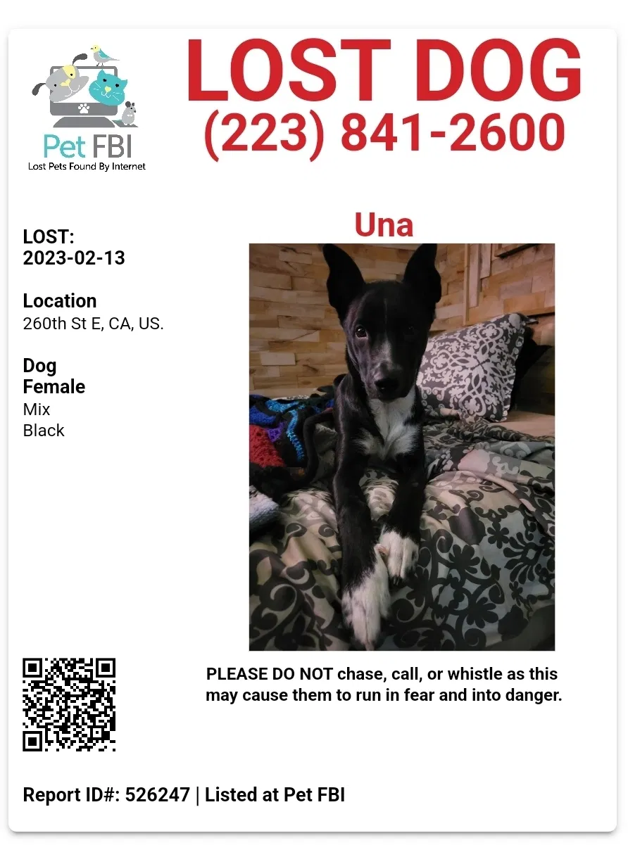 Lost dog in Palmdale, CA, 93550