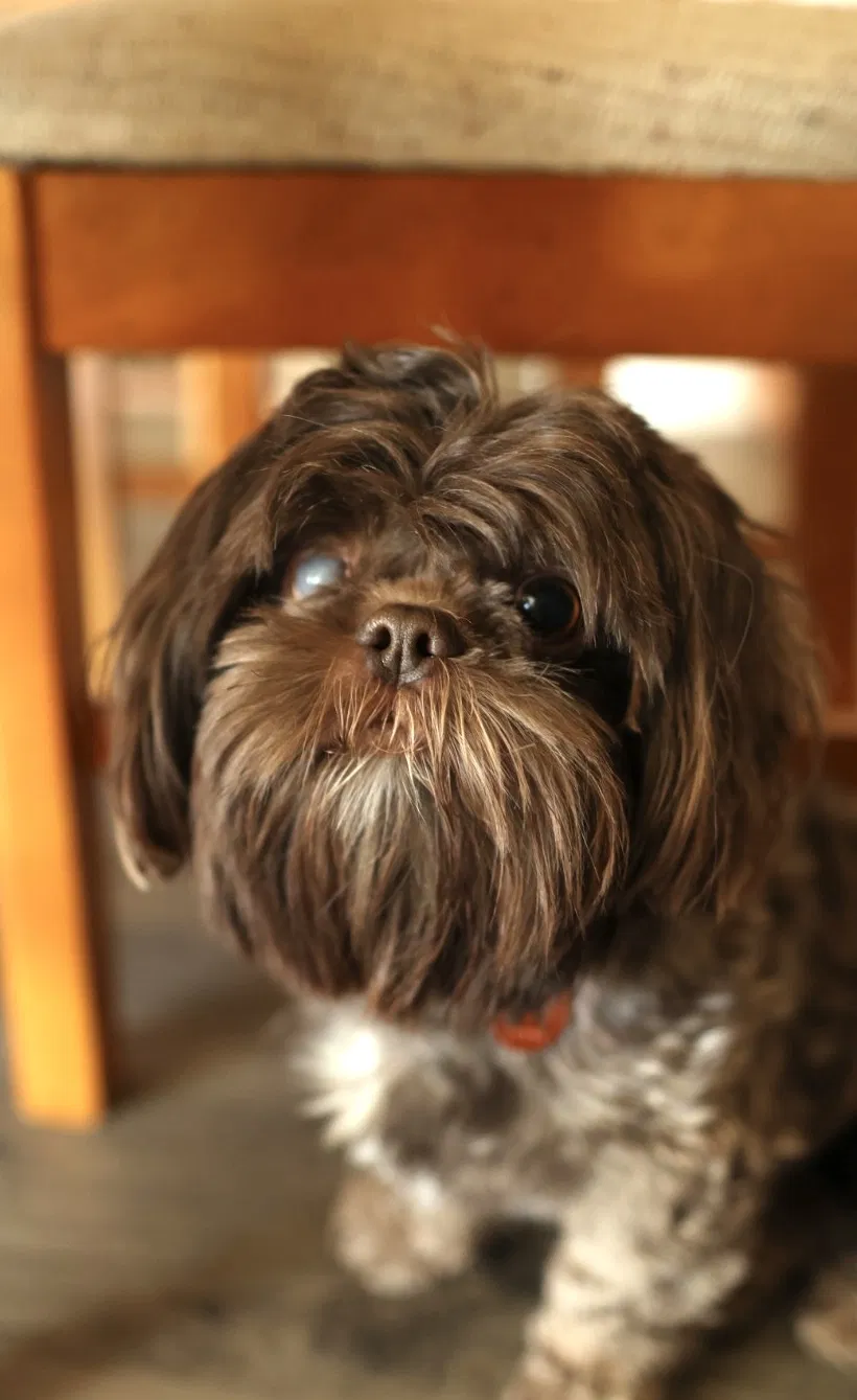 Lost dog in New Ringgold, PA, 17960