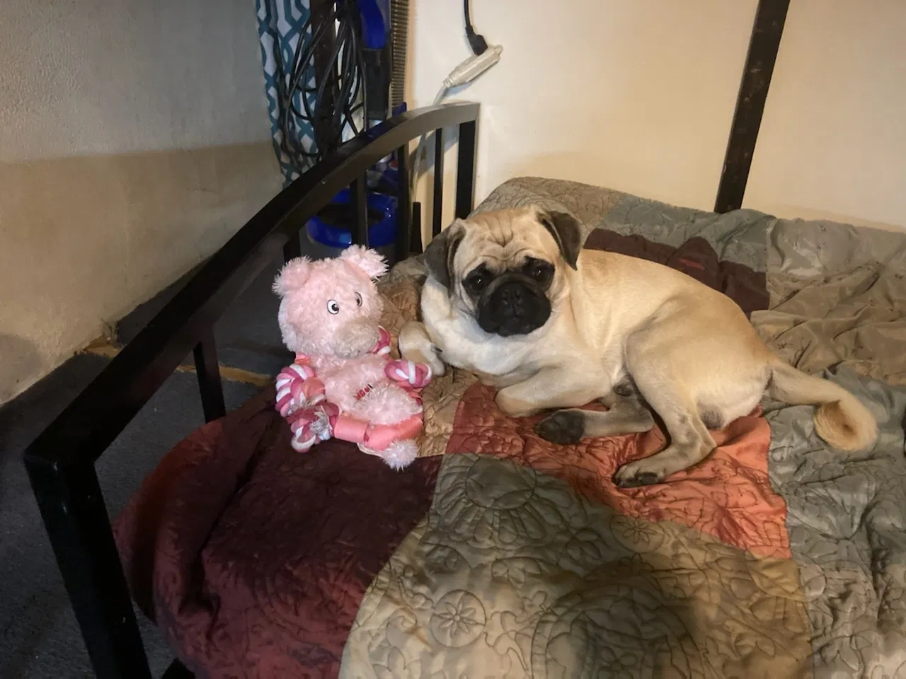 Lost dog in Harlingen, TX, 78552