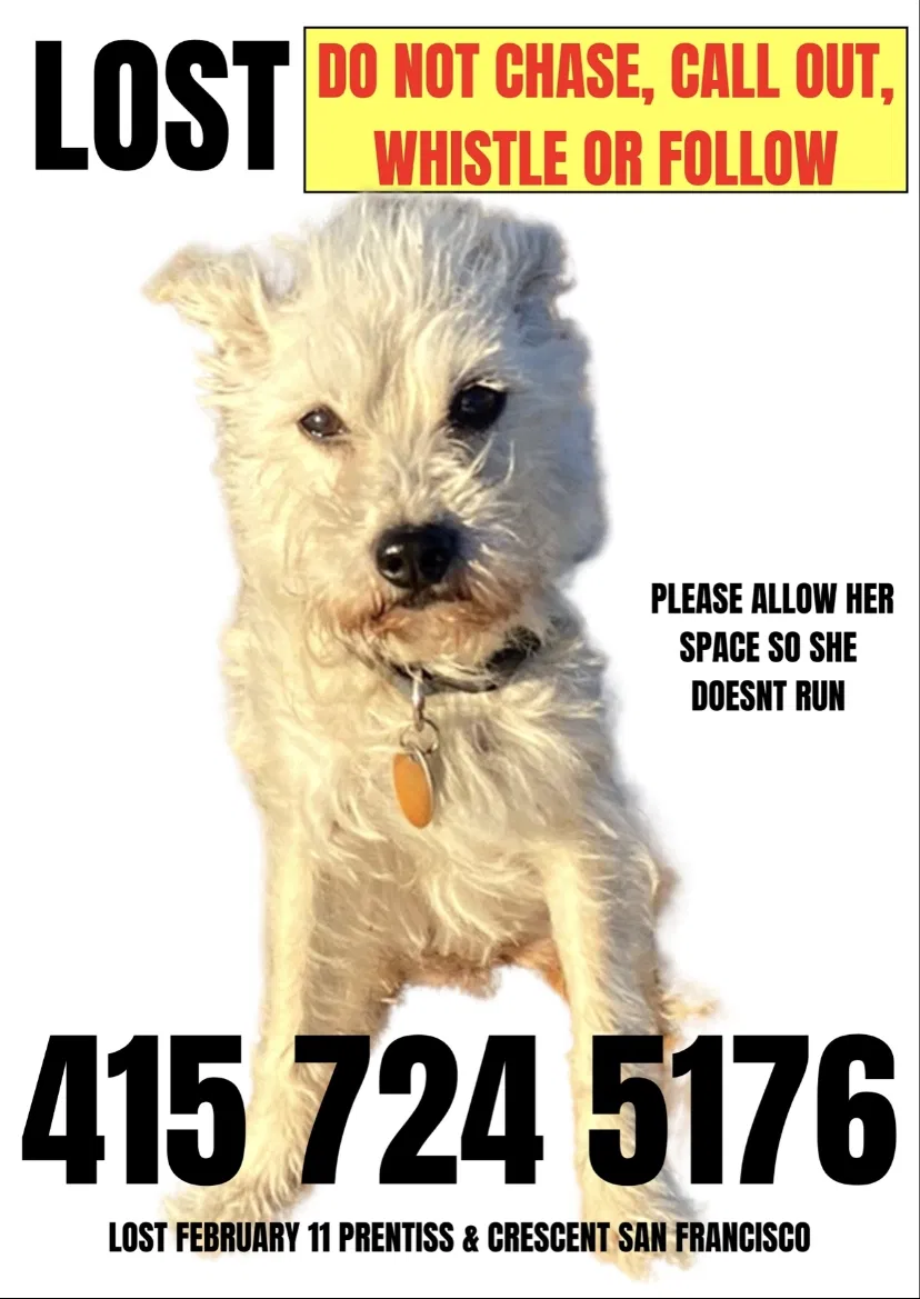 Lost dog in San Francisco, CA, 94110