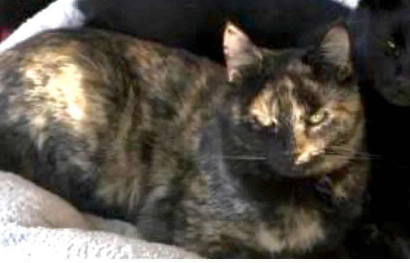 Lost cat in Chapel Hill, TN, 37034
