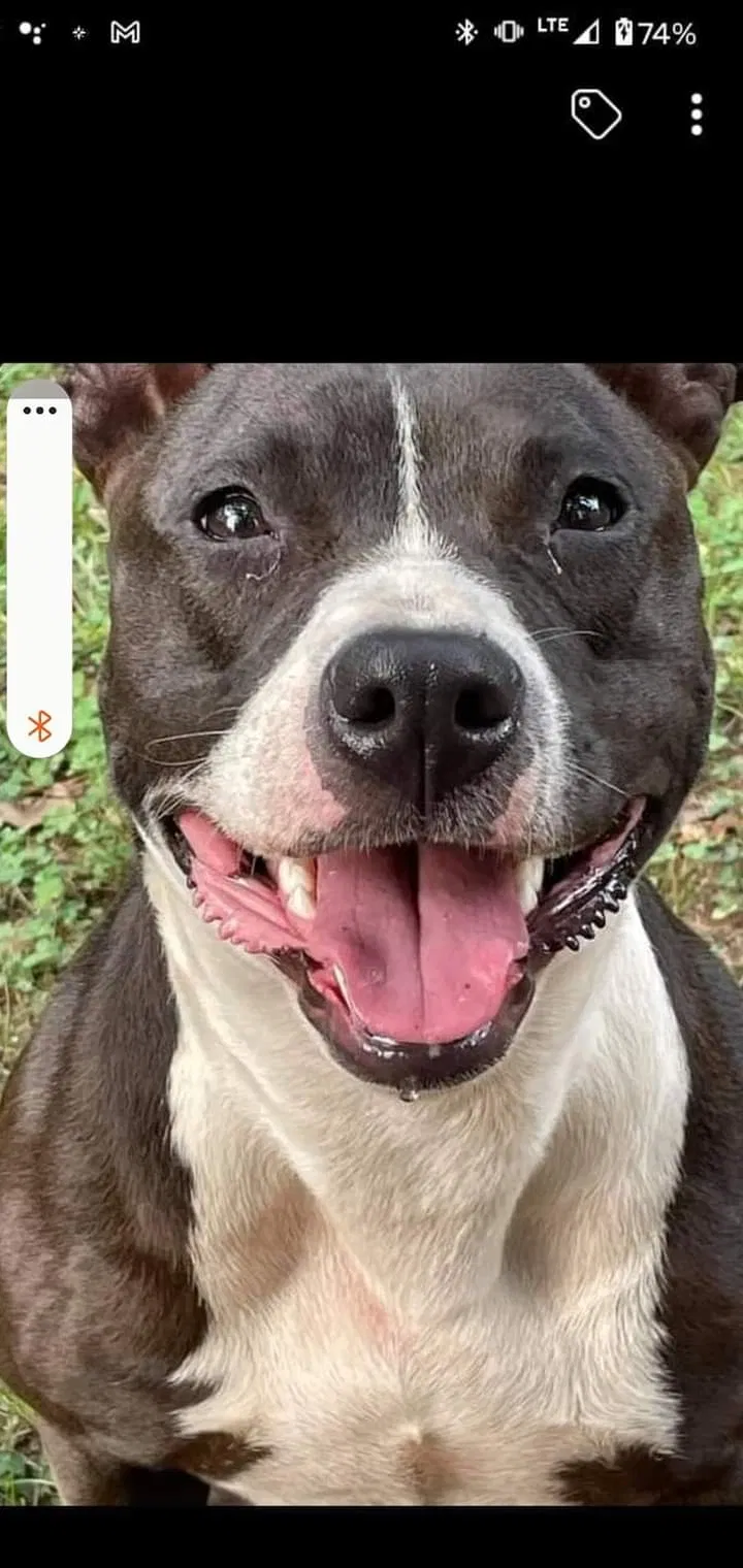 Lost dog in Morganton, NC, 28655