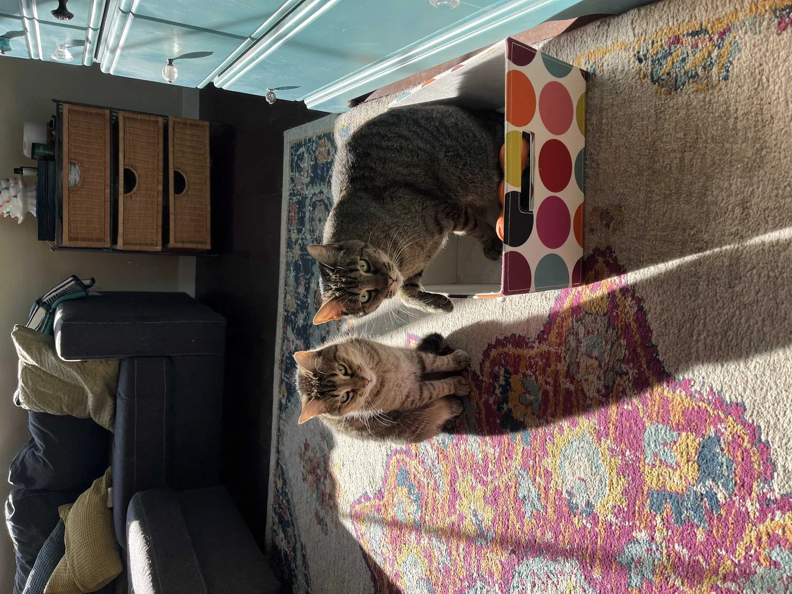 Lost cat in Denver, CO, 80238