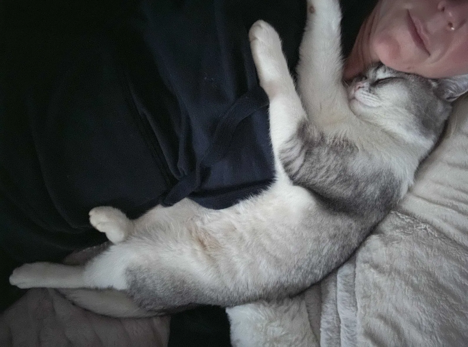 Lost cat in Salem, OR, 97306