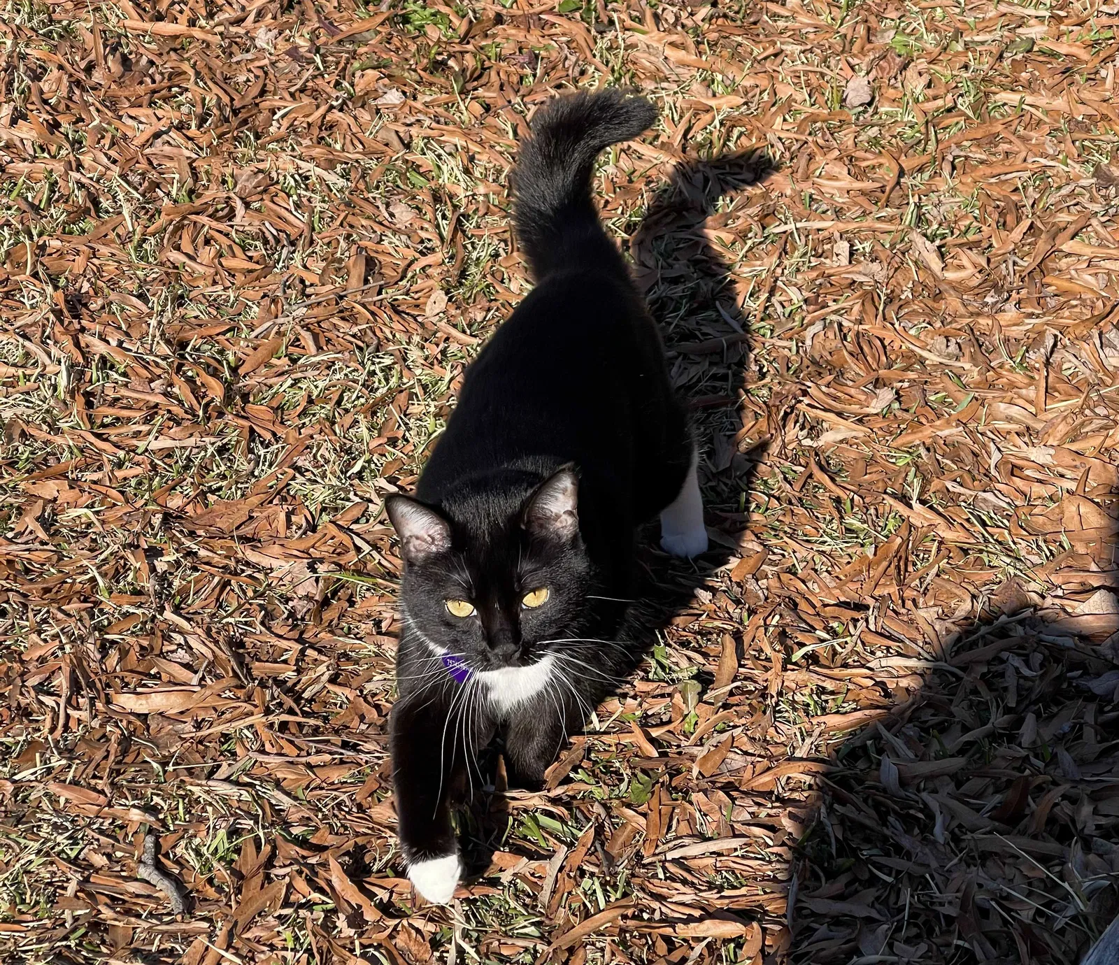 Lost cat in Virginia Beach, VA, 23455