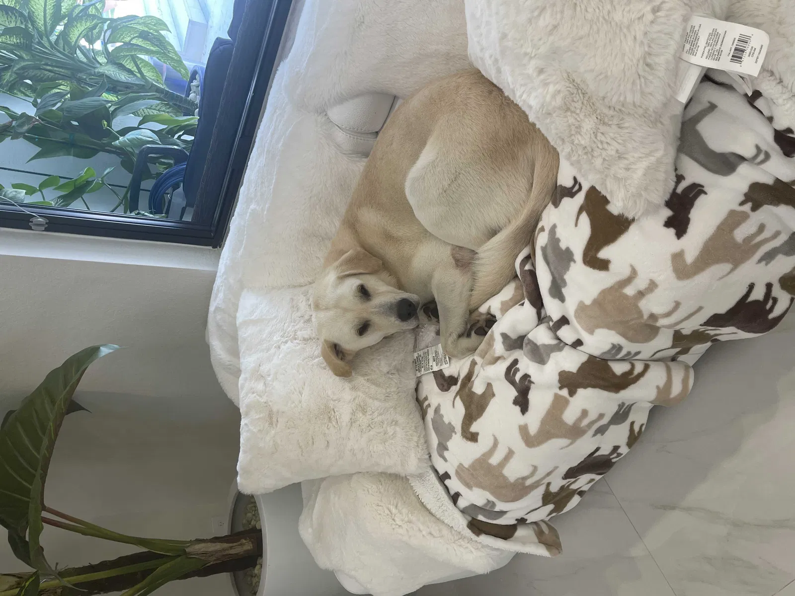 Lost dog in Miami, FL, 33177