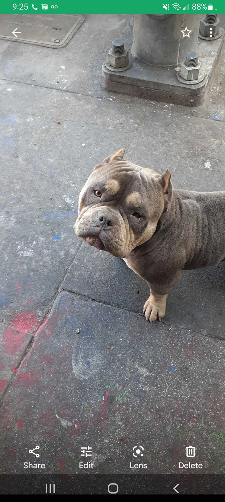 Lost dog in Los Angeles, CA, 90015