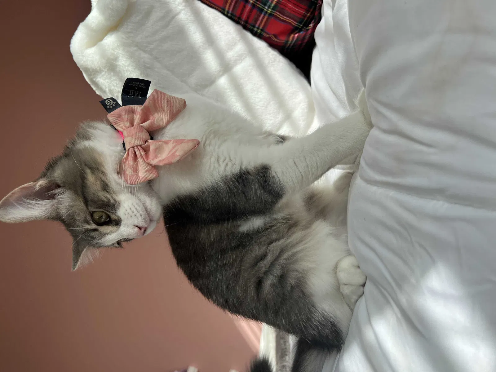 Lost cat in San Mateo, CA, 94404