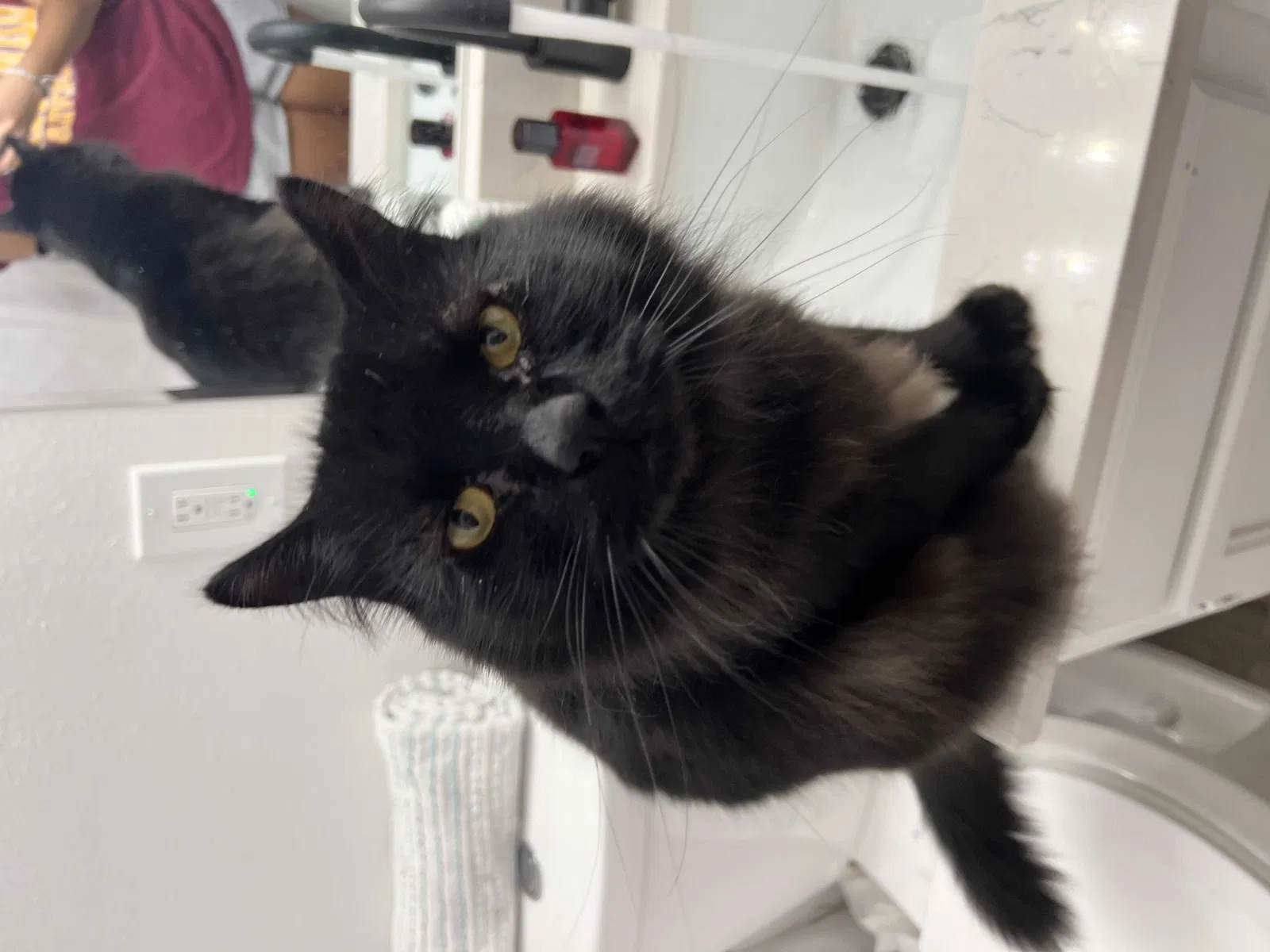 Lost cat in Scottsdale, AZ, 85257