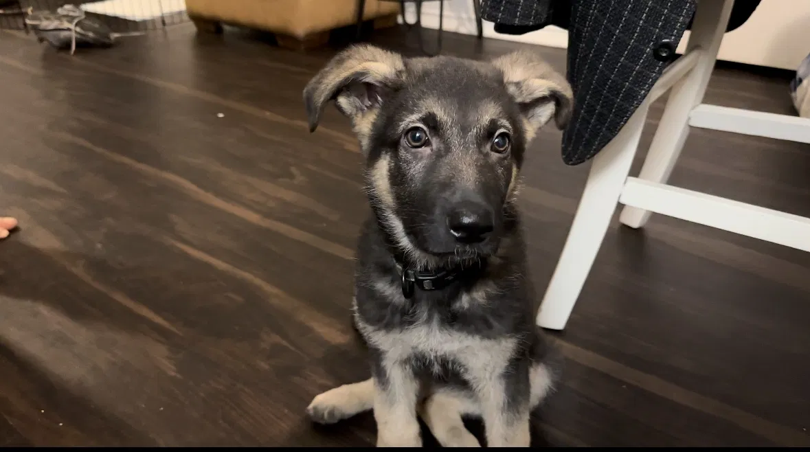 Lost dog in Dallas, TX, 75248