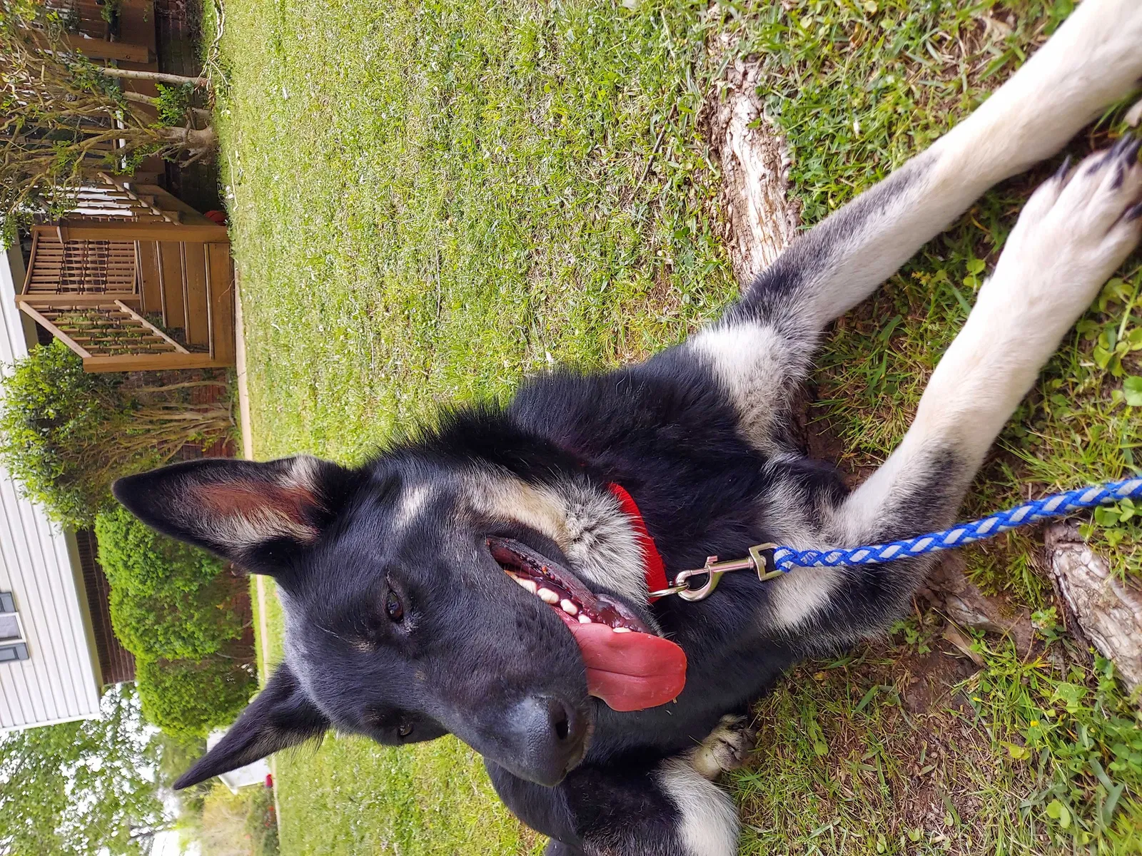 Lost dog in Birmingham, AL, 35210