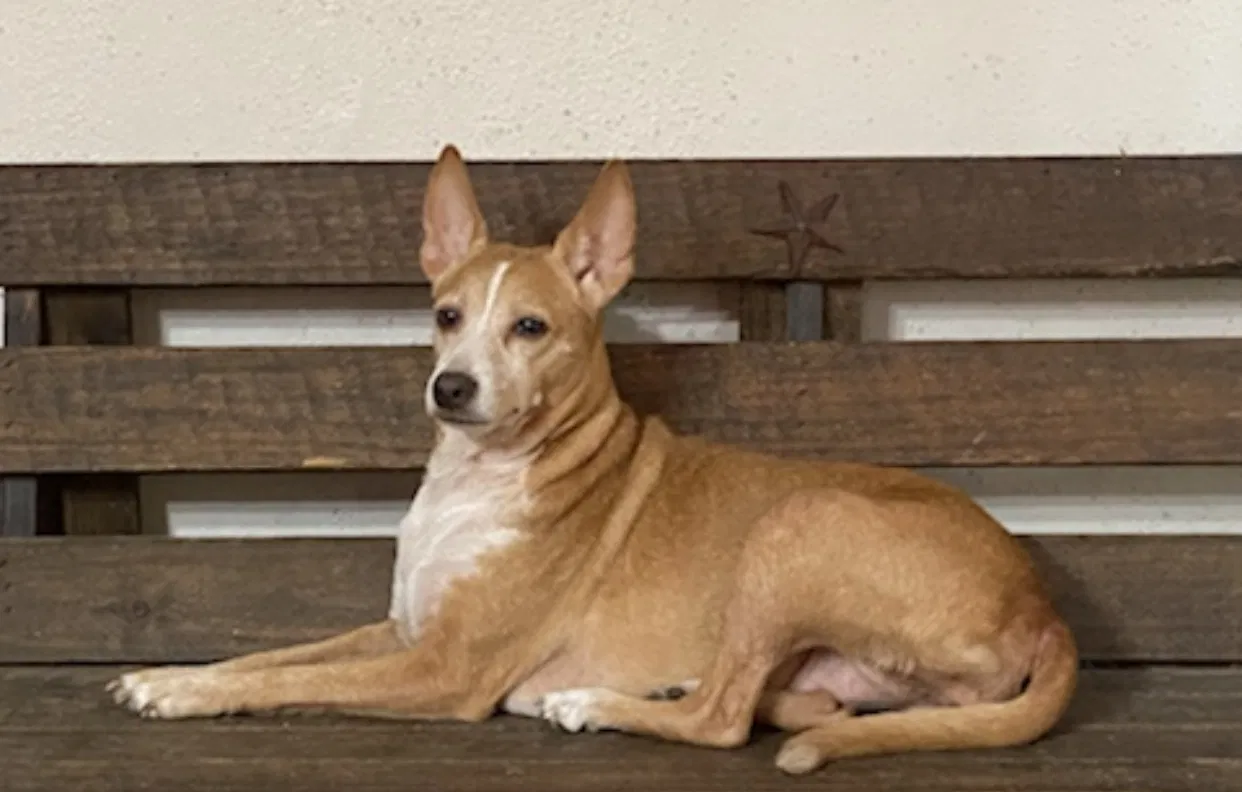 Lost dog in San Antonio, TX, 78237