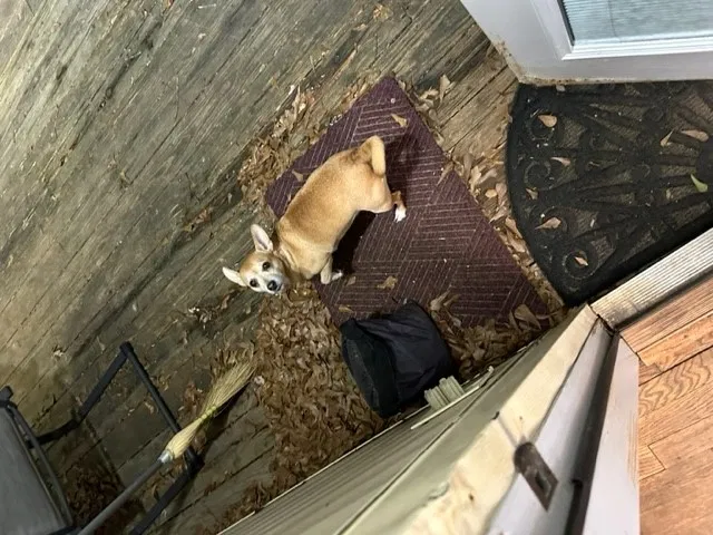 Lost dog in Birmingham, AL, 35242